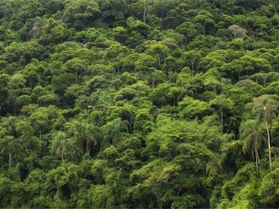 Deforestación de la Amazonía en su nivel más alto desde 2008