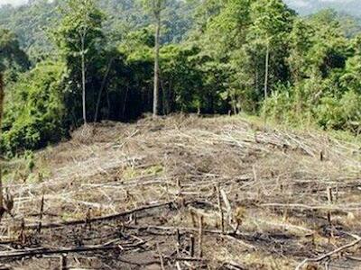 Deforestación incontenible