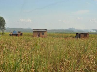 Casas en medio de la plantación de caña de azúcar. Foto: Witness Radio