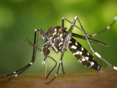 El fallido lanzamiento de los mosquitos transgénicos de Oxitec en todo el mundo