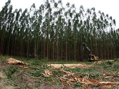 Eucalipto domina dois terços das florestas plantadas no Brasil