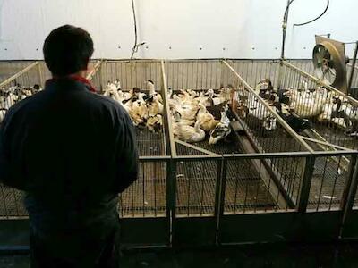 Francia con 61 brotes de gripe aviar y patos sacrificados