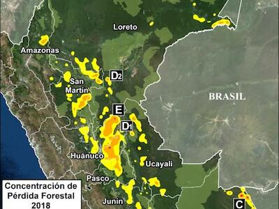 Identifican cinco zonas con mayor pérdida de bosque en la Amazonía