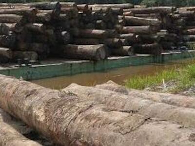 Juíza determina plano emergencial contra o desmatamento na Amazônia