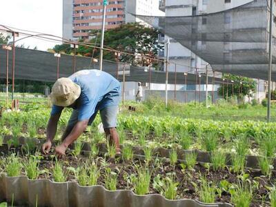La agricultura urbana en el autoabastecimiento alimentario