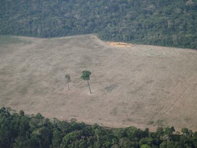 La deforestación ilegal en la Amazonia sube y alcanza el récord en los últimos 15 años