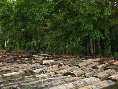 La deforestación mundial se acelera durante la pandemia