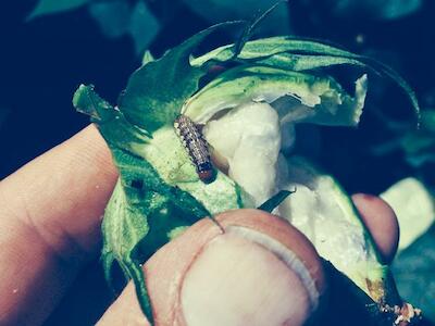 Las larvas del gusano cogollero continúa atacando a los cultivos - Boletín #825 de la RALLT