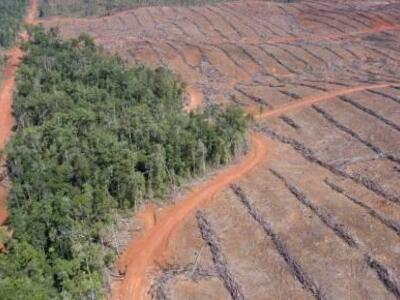 Los biocombustibles de palma y soja amenazan con nuevas deforestaciones masivas