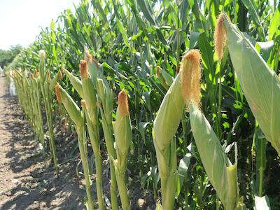 México: Encuentran glifosato y OGMs en muestras de harina de maíz de Maseca