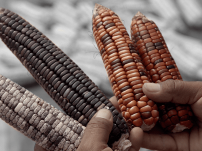 México: La tradición ancestral del cultivo del maíz está en riesgo por los transgénicos, señalan en muestra de cine
