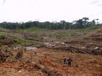 Minagri permitió deforestación de más de 8 mil hectáreas de bosque