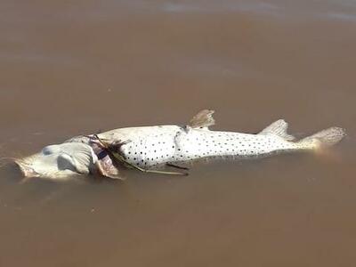 Mortandad de peces es consecuencia de ataques al ambiente