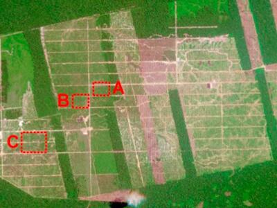 Nuevas imágenes satelitales confirman masiva deforestación en Tamshiyacu