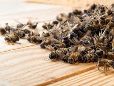 O agrotóxico que matou 50 milhões de abelhas em Santa Catarina em um só mês