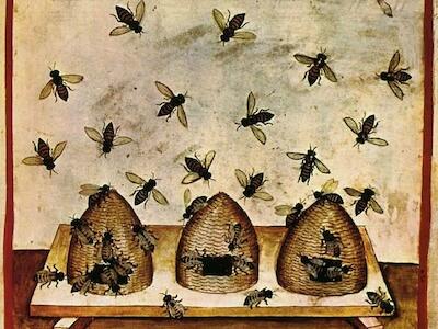 O mel e o fim das abelhas