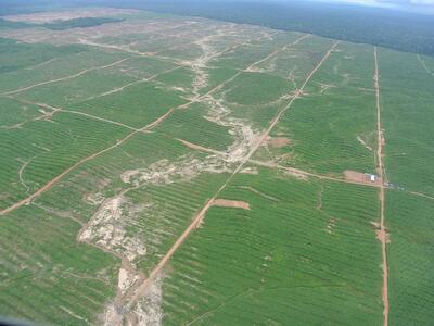ONU pide a Goreu derogar norma pro deforestación y tráfico de tierras