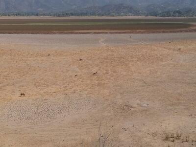 Paine se seca: La tragedia de familias y pequeños agricultores que se quedaron sin agua