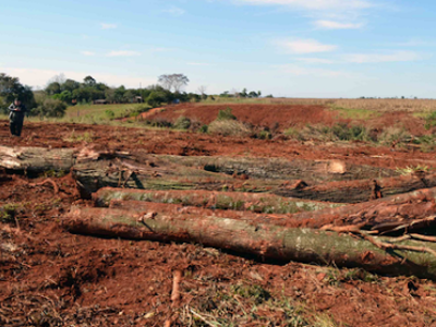 ¿Paraguay, un ejemplo de gestión ambiental? 