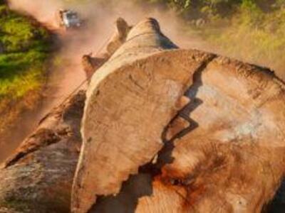 “Paren de deforestar”, el reclamo de 600 científicos a los negocios mineros de Brasil y la Unión Europea