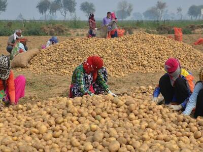 PepsiCo demanda a agricultores de la India por cultivar las papas que utiliza en sus papas fritas Lays