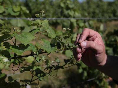 - Somente na produção de uva, são projetados prejuízos na ordem de quase R$ 100 milhões. Foto por Fernando Gomes
