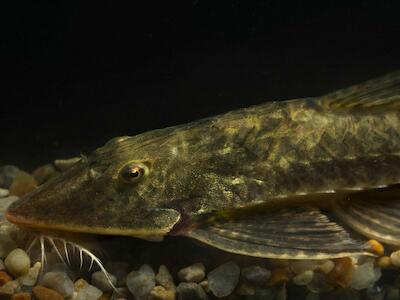 Fotografía cedida por la Sociedad para la Conservación de la Vida Silvestre (WCS, por sus siglas en inglés) de una especie de pez en un cuerpo de agua, en Moxos (Bolivia). EFE/ Sociedad para la Conservación de la Vida Silvestre