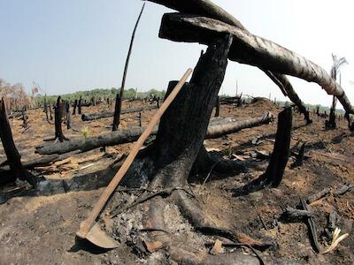 ‘Por que denunciei Bolsonaro por crime de lesa-pátria na Amazônia: se a cana-de-açúcar avançar, será o fim da chuva no Sudeste’