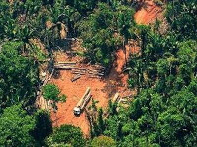 “Surto de desmatamento na Amazônia se explica pela chegada do governo Bolsonaro”, diz cientista do INPA