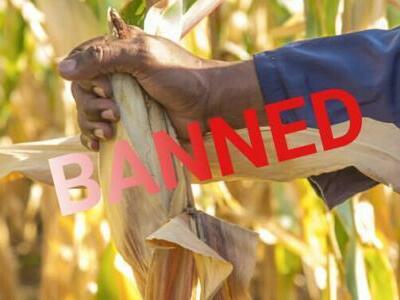 Tanzania ordena la destrucción de cultivos de Monsanto / Gates debido al  uso ilegal de propaganda pro-OGM