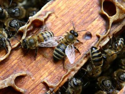 Un nuevo estudio relaciona el herbicida más popular de Monsanto con la muerte de las abejas