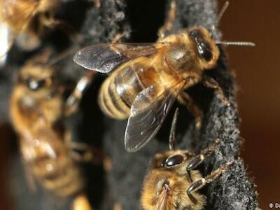 Venenos agrícolas matam meio bilhão de abelhas nos últimos 3 meses
