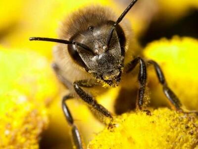 abejas polinizadoras