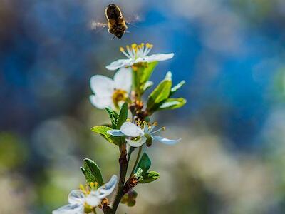 Agrotóxicos podem ser a causa da morte de mais 10 milhões de abelhas em SP