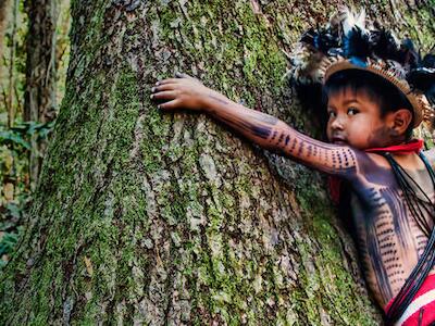 bosques en peligro brasil