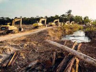 Carretera en Perú pone en peligro 100.000 hectáreas de selva