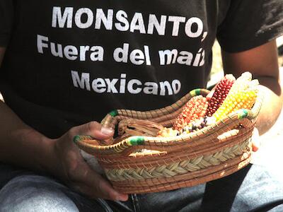 Celebran tercer año de suspensión de siembra de maíz transgénico en México