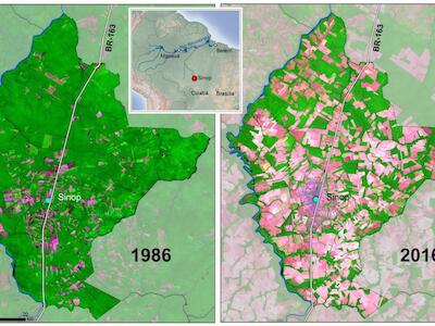 Comparação da cobertura florestal do município de Sinop em 1986 e em 2016: em apenas 30 anos, quase toda floresta foi devastada