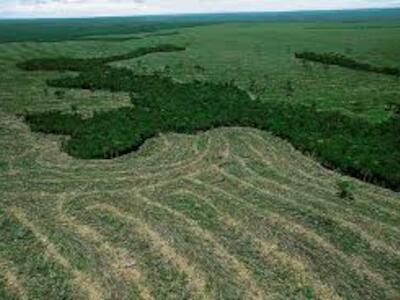 desmatamento amazonia