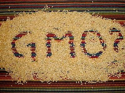GMO_rice1