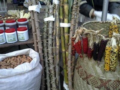Indígenas mantienen tradición de sembrar con semillas nativas