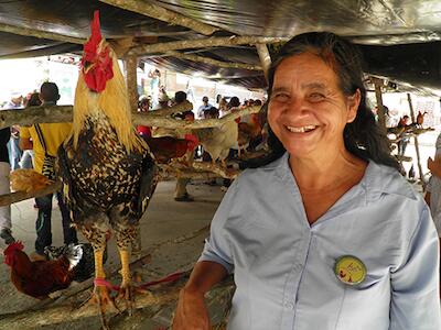 La guerra contra las gallinas criollas en Santander