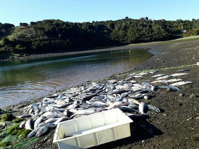 Masivo escape de salmones de Multinacional Noruega genera preocupación por daño ambiental en Isla Huar