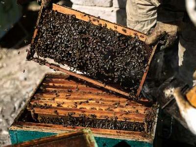 miel contaminada en Yucatán