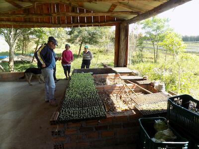Na capital da soja, assentados driblam uso de agrotóxicos e investem na produção orgânica