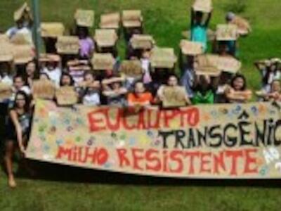 NO A LA LIBERACIÓN DEL EUCALIPTO TRANSGÉNICO EN BRASIL
