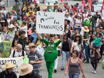 no a los transgénicos - México