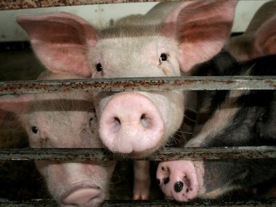 ONG's denuncian el fuerte impacto ambiental de la industria porcina