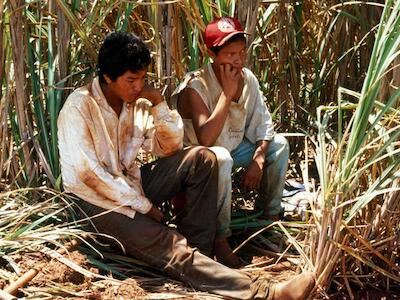 Os efeitos da cana-de-açúcar na vida dos povos indígenas do Mato Grosso do Sul