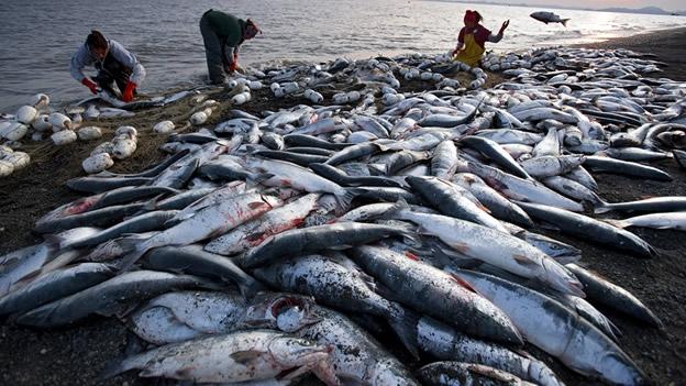 Resultado de imagen de sobrepesca consecuencias